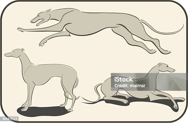 Three Studies Of A Greyhound Stock Illustration - Download Image Now - Greyhound, Illustration, Animal