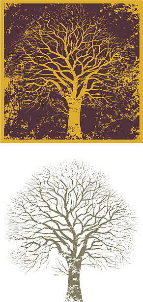 Old oak tree "A grungy old oak tree, comes in two versions, the lower one has more texture should you want a more textured version. The texture is cut out rather than overlaid, so background colors show through.This was drawn from a real oak here in Suffolk, UK." old oak tree stock illustrations