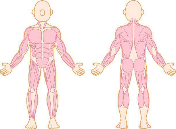 мышца человека - adductor magnus stock illustrations