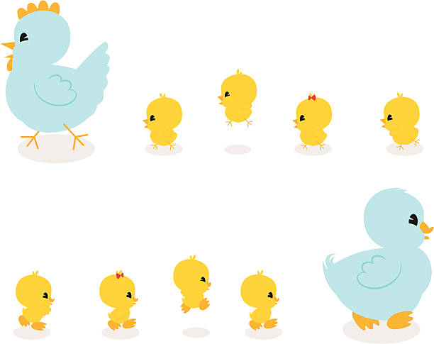 chickies 및 duckies! - baby chicken illustrations stock illustrations