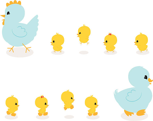 Chickies and Duckies! A cute troop of baby ducklings and chicks following their mother. duck family stock illustrations