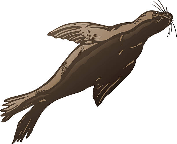 Seal - Illustration vectorielle