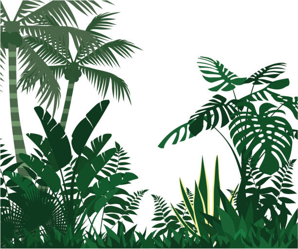 illustrazioni stock, clip art, cartoni animati e icone di tendenza di giungla - tropical rainforest illustrations