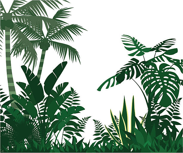 ilustrações, clipart, desenhos animados e ícones de jungle - palm tree coconut palm tree vector tree
