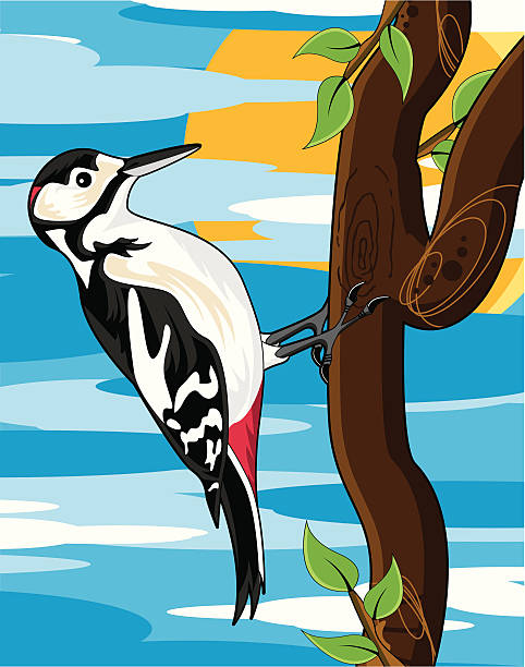 Great Spotted Woodpecker Great Spotted Woodpecker. dendrocopos major stock illustrations