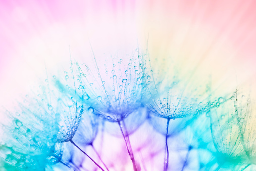 Macro shot: Wet dandelion head with raindrops or dew drops; Adobe RGB color space;