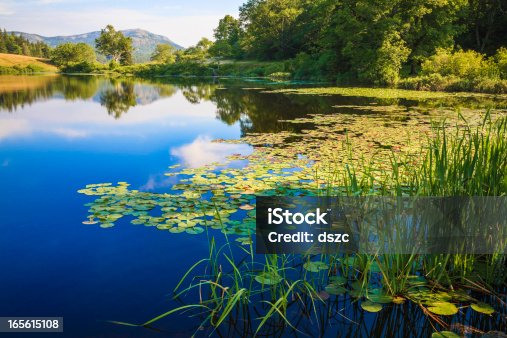 istock Long Pond, Maine, deep blue water lake, lily pads, grasses 165615108