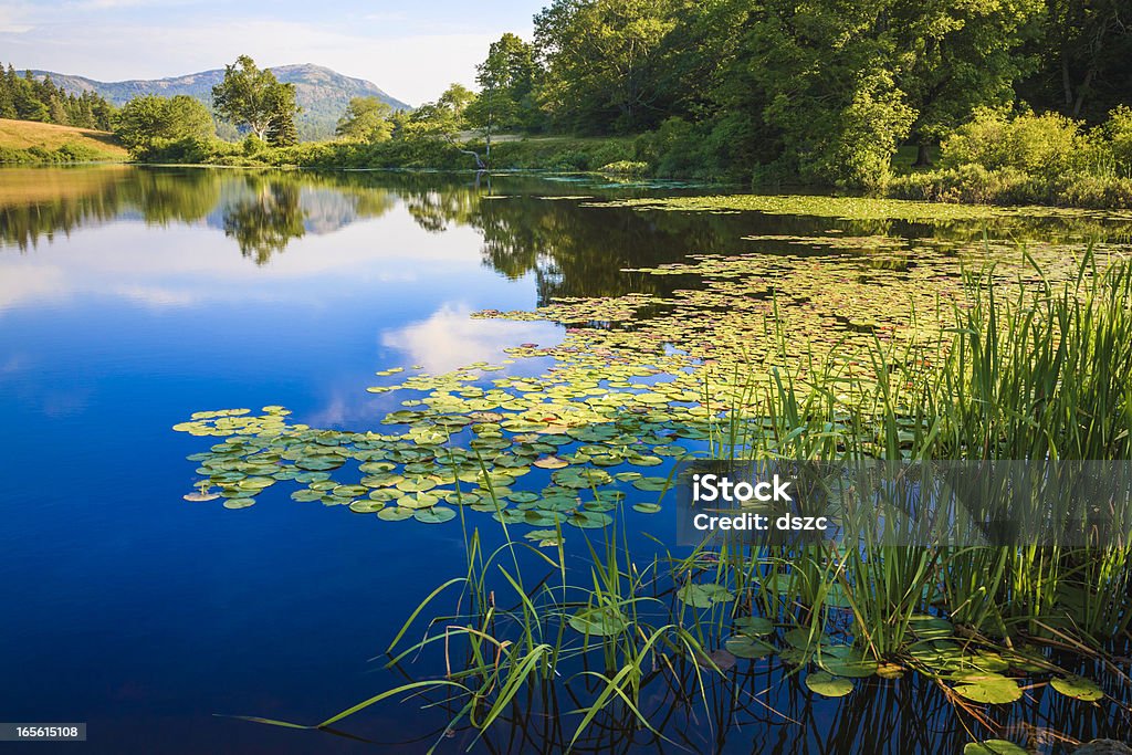 Long Pond, Maine, deep blue water lake, lily pads, grasses the peaceful summer morning light on Long Pond in Maine Pond Stock Photo