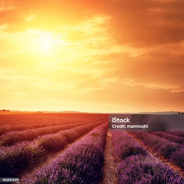 Lavendel Feld Bei Sonnenuntergang Stockfoto und mehr Bilder von Abenddämmerung - Abenddämmerung, Agrarbetrieb, Bildhintergrund