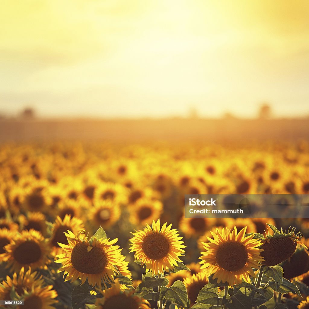 Sonnenblumen in der Provence - Lizenzfrei Sonnenblume Stock-Foto