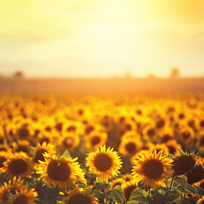 sunflower field in Provence, Plateu de Valensole