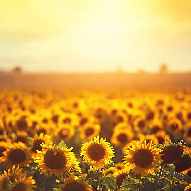 Photo of sunflowers in Provence