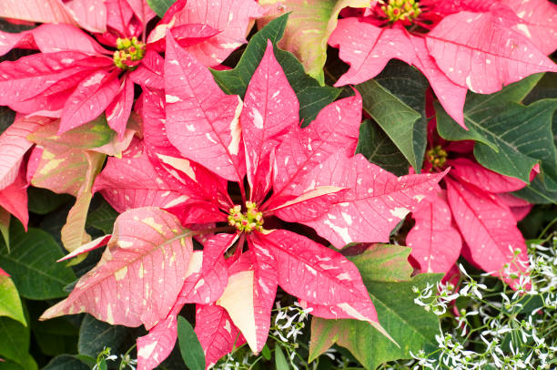 A group of  pink variegated poinsettia plants.
