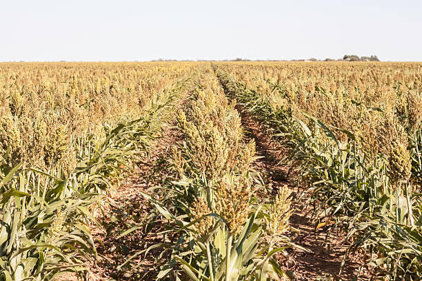 istock drought parched crop of sorgum 165615365