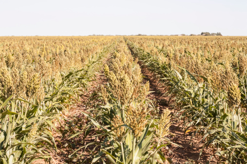 Rows of sorghum crop in field. Dry and parched from hot summer drought.