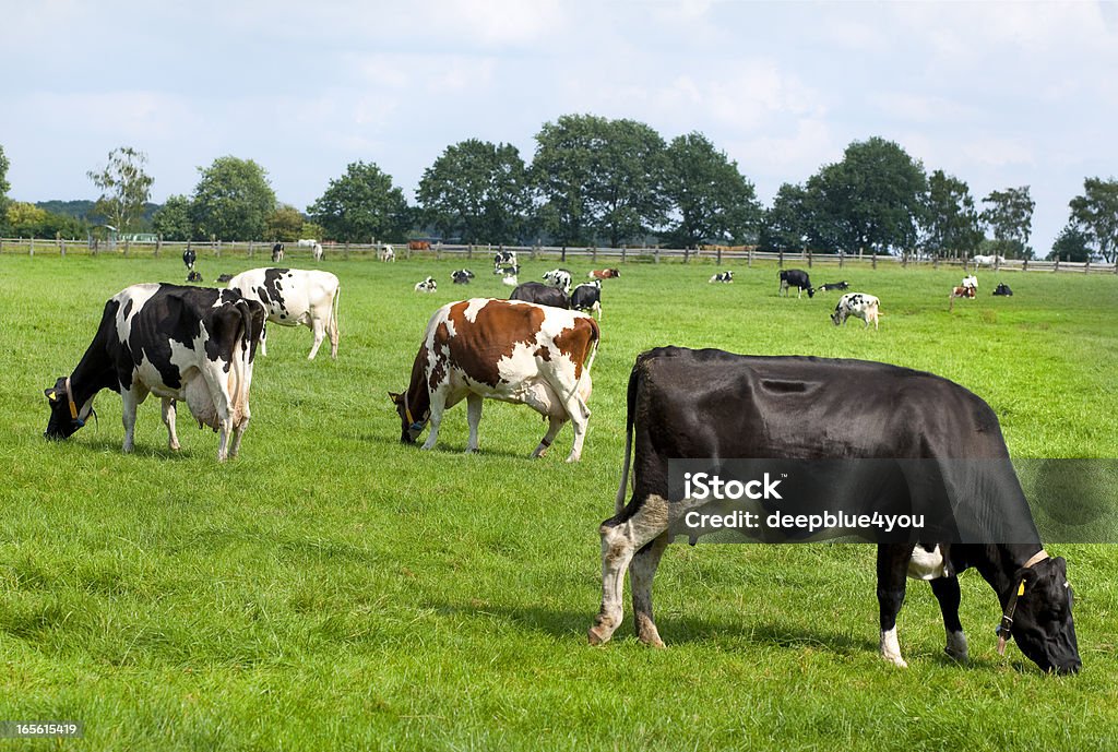 Grasen Kühe mit plumb Euter - Lizenzfrei Milch Stock-Foto