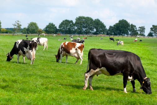 The cows are given fresh grass, which is essential for their health and well-being.