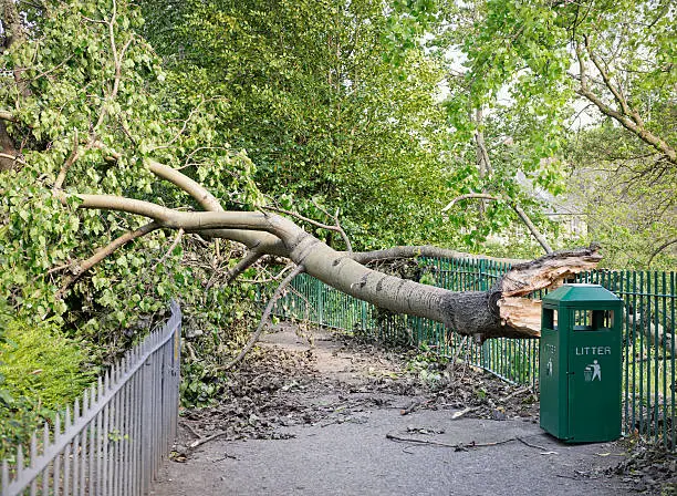 Photo of Fallen Tree Blocking a Path