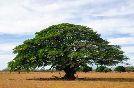 Giant tree in empty field in Guanacaste, Costa Rica  These trees are very typical for this region. The Guanacaste tree (Enterolobium cyclocarpum) is the Costa Rican national tree.