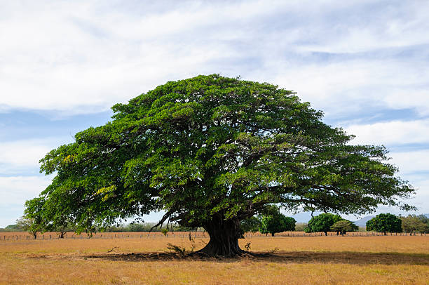 Giant tree in empty field, Guanacaste, Costa Rica stock photo