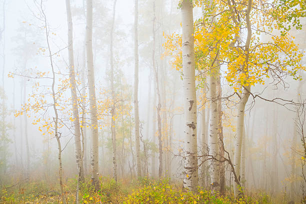 ethereal autumn aspens in fog ethereal autumn aspens in fog at Owl Creek Pass in Colorado ridgway stock pictures, royalty-free photos & images
