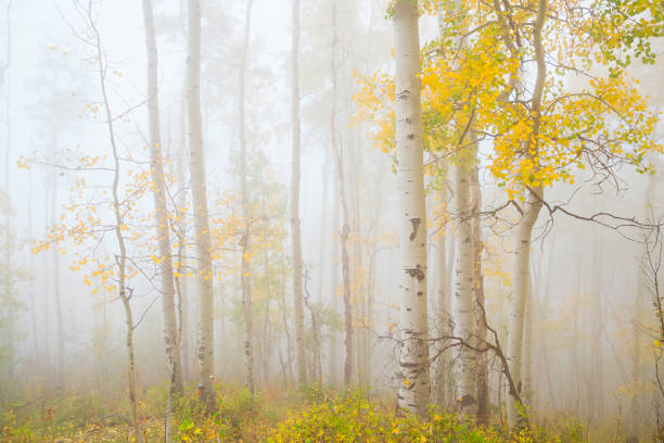 ethereal autumn aspens in fog ethereal autumn aspens in fog at Owl Creek Pass in Colorado aspen tree stock pictures, royalty-free photos & images