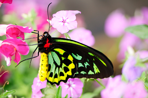 The Ornithoptera priamus is commonly known as the common green birdwing, New Guinea Birdwing, Cape York Birdwing, Priam's Birdwing or Northern Birdwing it is a widespread species of birdwing butterfly found in the central and south Moluccas, New Guinea, Bismarck Archipelago, Solomon Islands, and northeast Australia.