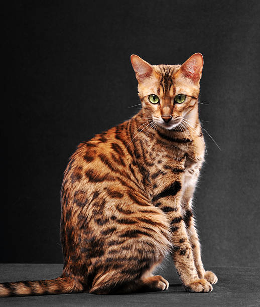 Bengal cat sitting Golden bengal cat sitting and looking at camera. Classic cat pose. Studio shot on black background bengal cat stock pictures, royalty-free photos & images
