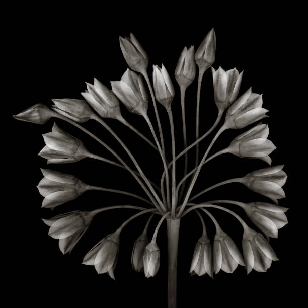The bell shaped flowers of the Allium bulgaricum (decorative garlic).