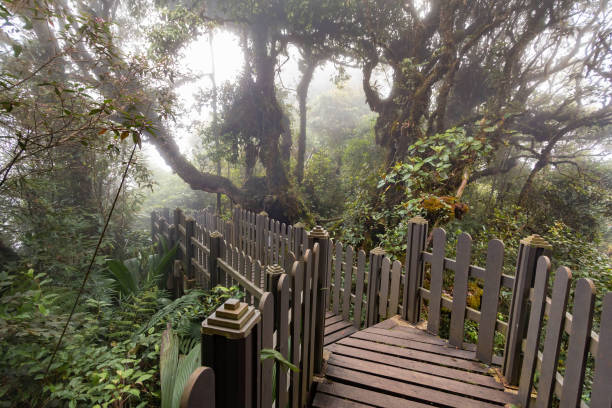 istock Mossy forest view during day time in Cameron Highland, Pahang 1656177585