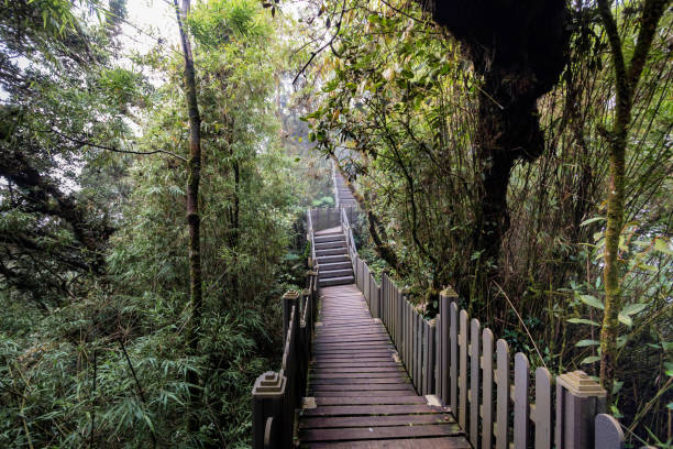 istock Mossy forest view during day time in Cameron Highland, Pahang 1656177628