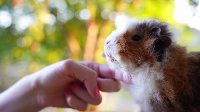 close up of scratching guinea pig