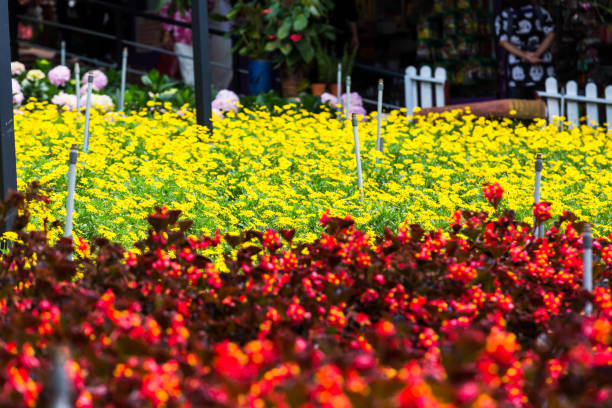 Beautiful flower view in close up during spring