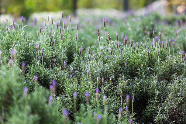 istock Beautiful flower view in close up during spring 1656177753