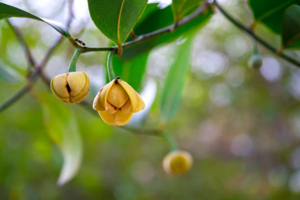 istock Melodorum fruticosum leaf and yellow flower on blurred background.Fragrant flowers.White cheesewood, Devil tree, Flowers in Sisaket Province,Thailand 1656183197