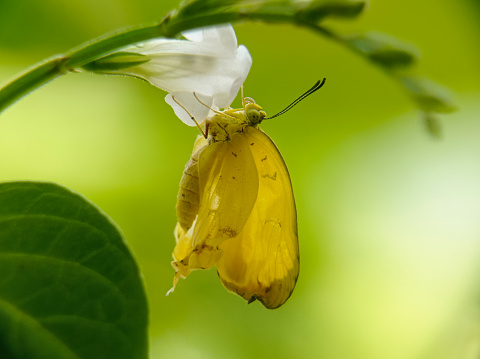Newborn Photo of Yellow Small Butterfly with uncomplete wings not yet perfect