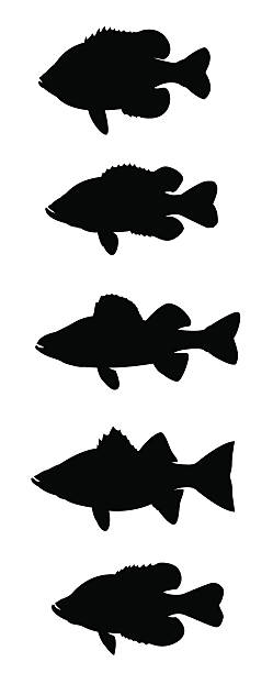 ilustrações, clipart, desenhos animados e ícones de peixe sol - minnow