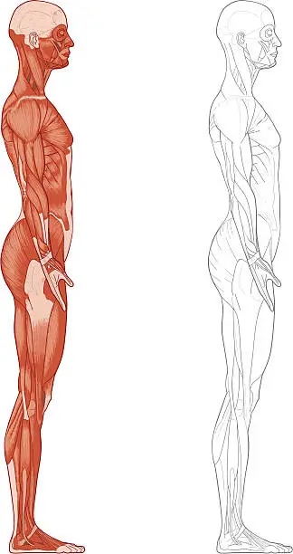 Vector illustration of Female body, muscles