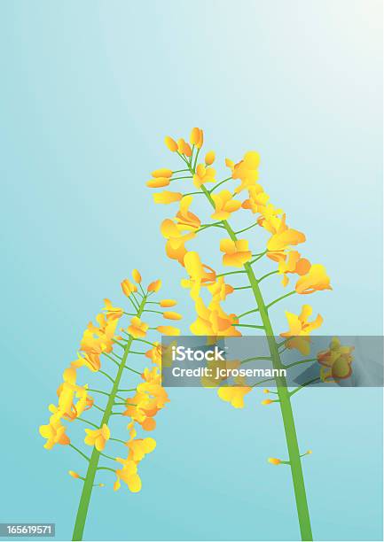 Ilustración de Closeup Of Canola Cultivo y más Vectores Libres de Derechos de Agricultura - Agricultura, Amarillo - Color, Biología