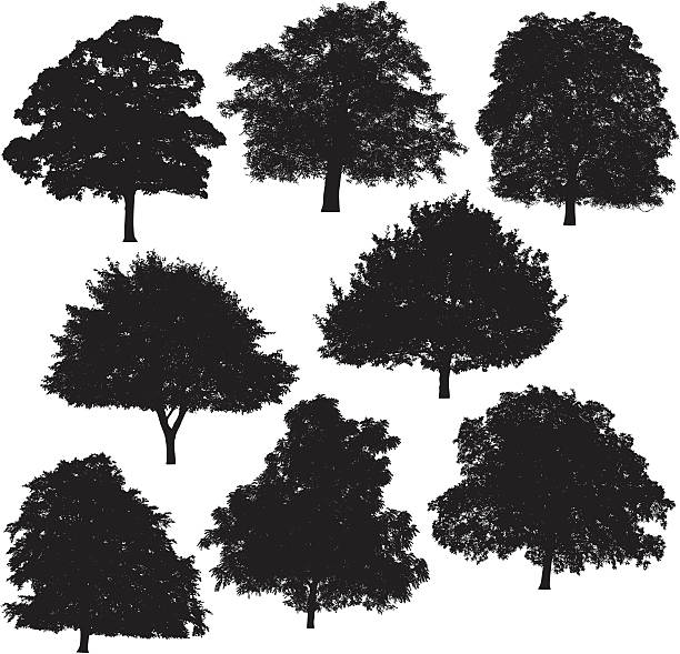 illustrazioni stock, clip art, cartoni animati e icone di tendenza di sagoma di albero collezione 4 - chestnut tree leaf tree white background