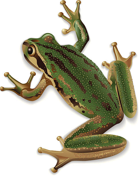 Frog Vector Art Icons And Graphics For Free Download
