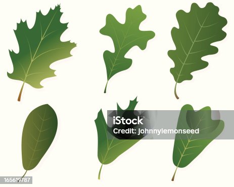 istock Green Oak Leaves 165619787