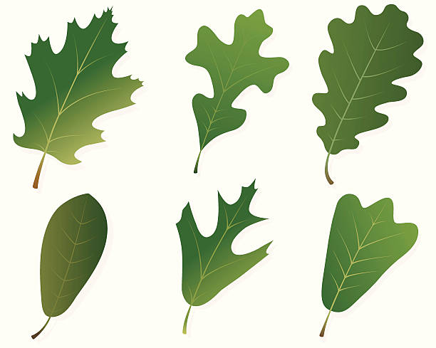 Green Oak Leaves Vector illustrations of six different types of oak leaves: Northern Red Oak, Post Oak, English Oak, Live Oak, Southern Red Oak and Blackjack Oak.  Illustrations use linear gradients.  Each leaf is on its own layer, and each is easily separated from the others and from the shadow/background layer.  .ai and AI8-compatible .eps formats are included, along with a high-res .jpg. live oak tree stock illustrations