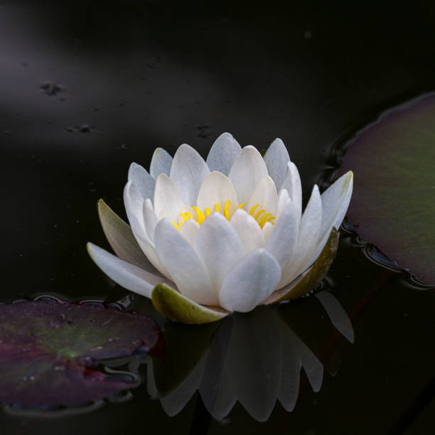 istock Blooming water lily and green leaves 1656200020