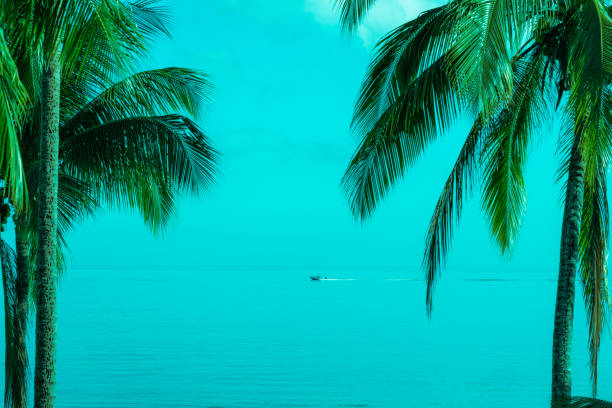 palm tees e ilha do pacífico e cena oceânica - denarau - fotografias e filmes do acervo