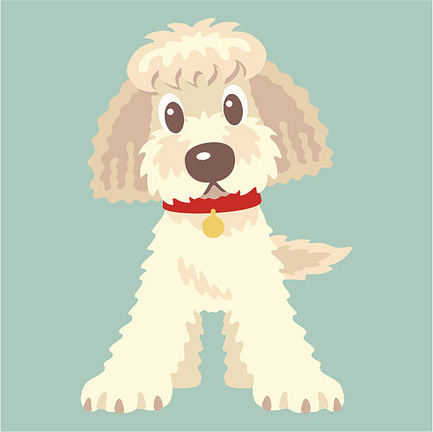 Labradoodle,Goldendoodle This dog is Goldendoodle or Labradoodle .This kinds of dogs are the mixes by Retriever and poodle.  goldendoodle stock illustrations