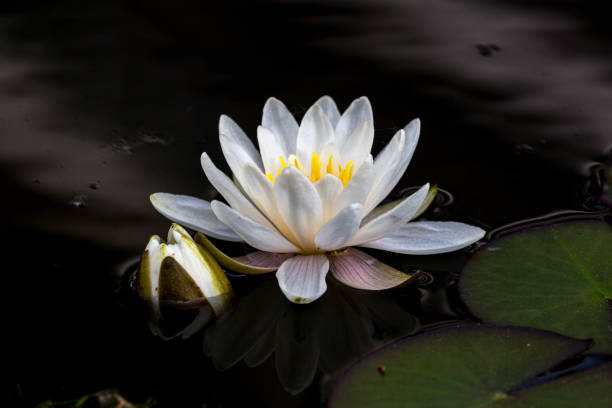 istock Blooming water lily and green leaves 1656200615