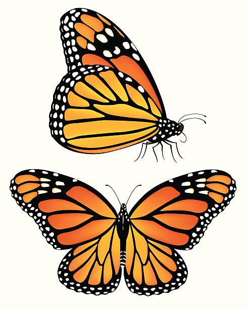 Monarch Butterflies Vector illustration of monarch butterflies, both a top view and a side view.  Each butterfly is on its own layer, and each is easily separated from the other and from the white background.  Illustration uses gradient meshes and linear gradients.  CS .ai and AI8-compatible .eps formats are included, along with a high-res .jpg. monarch butterfly stock illustrations