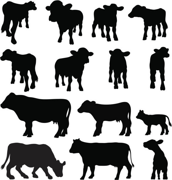 Cow silhouette set (breeds and angles) Silhouettes of different cow breeds from a variety of angles, some with a wide angle distortion effect. ayrshire cattle stock illustrations