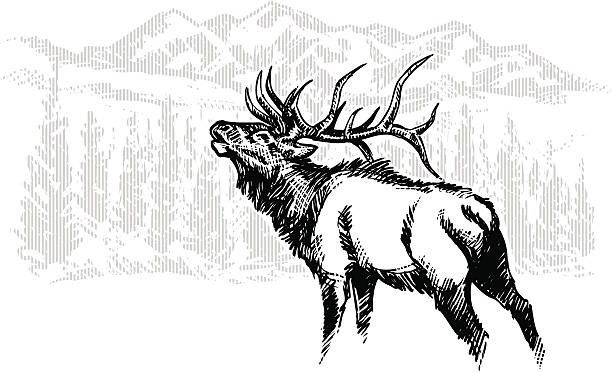 ilustraciones, imágenes clip art, dibujos animados e iconos de stock de elk boceto - ciervo de américa del norte